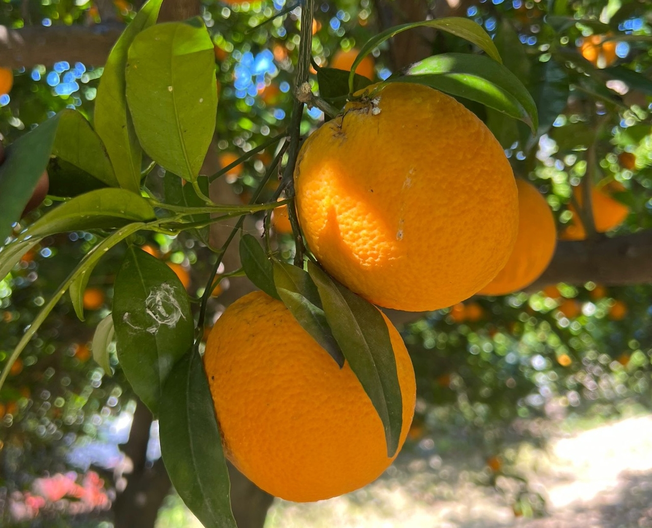 orange garden
