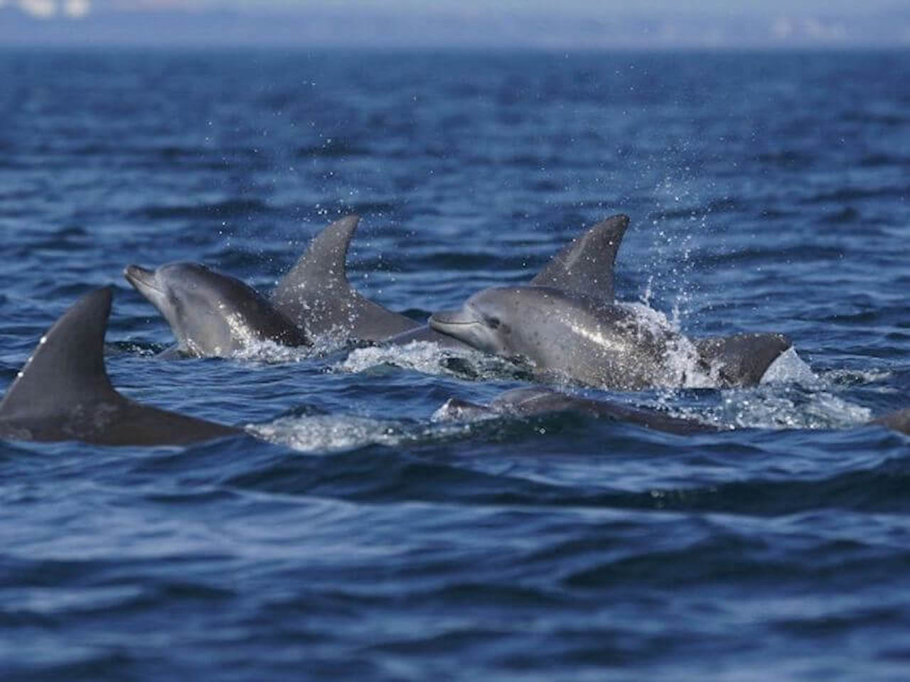 dolphin boat trip in side manavgat
